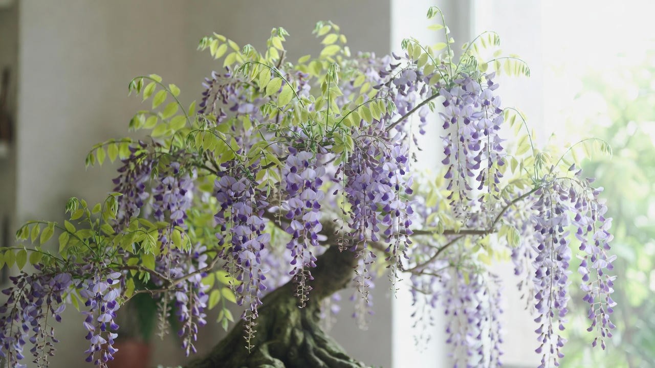 Blooming wisteria bonsai indoors with cascading purple flowers