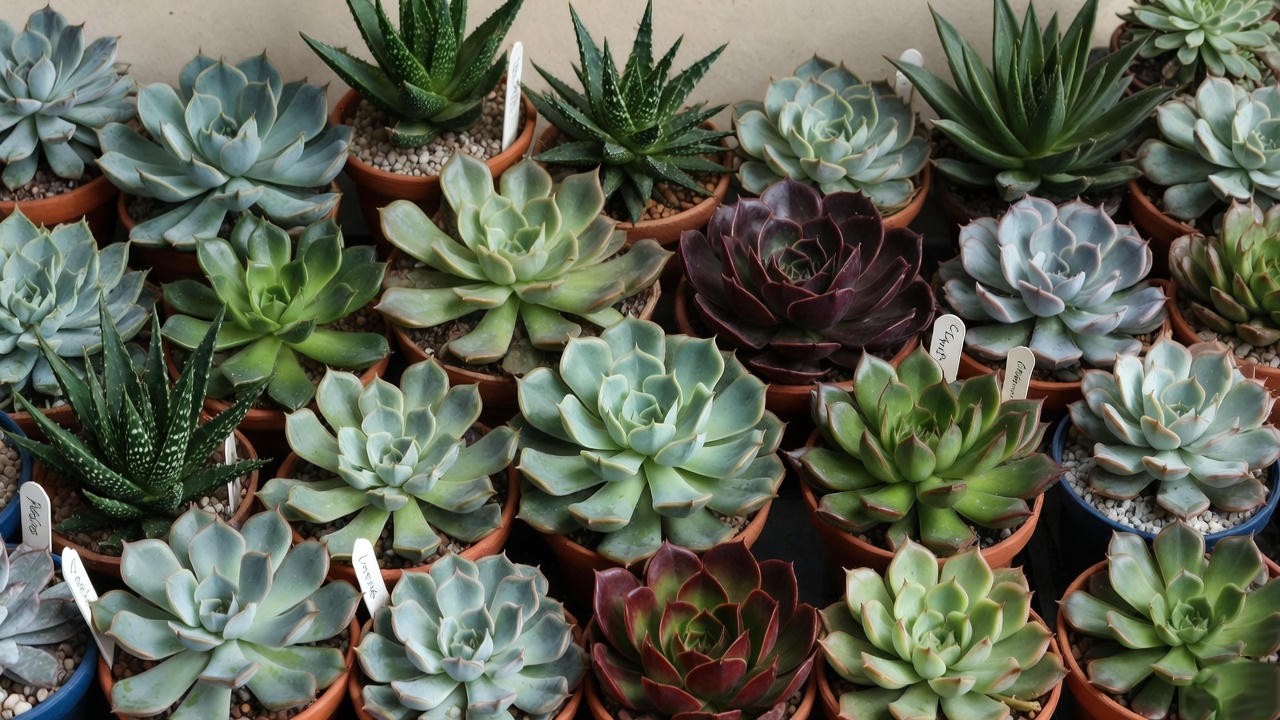 Various types of succulents for different personalities and gifting preferences.