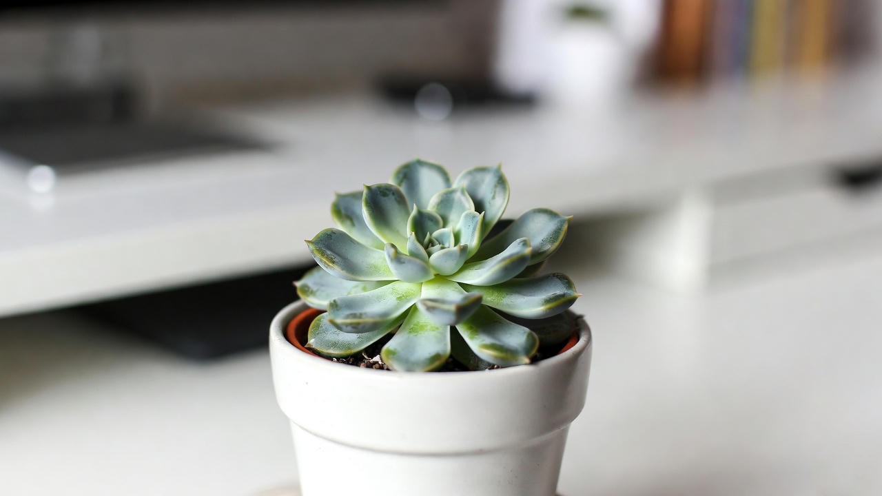 Echeveria succulent in a white ceramic pot on a minimalist desk.