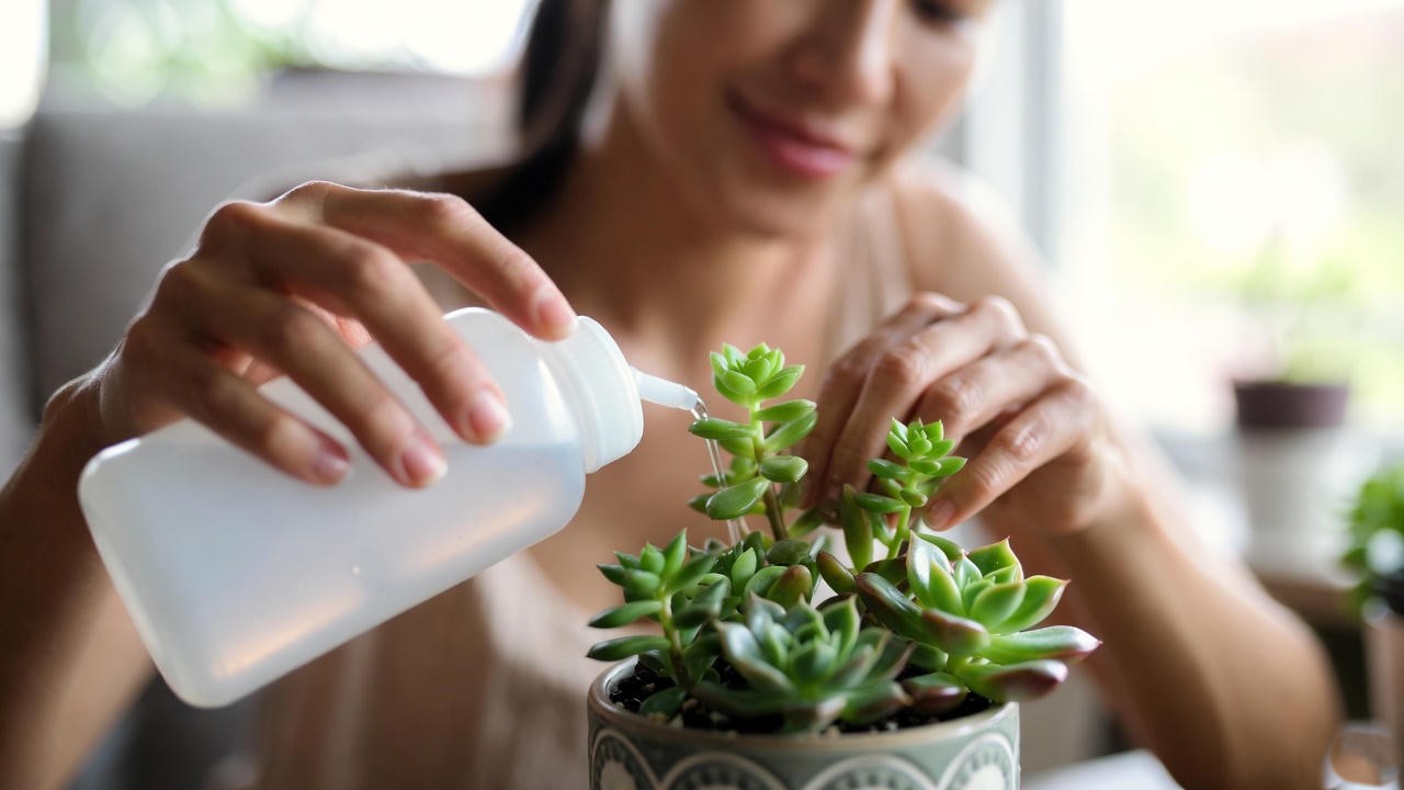 “Caring for indoor succulent arrangements by watering carefully in natural light.”