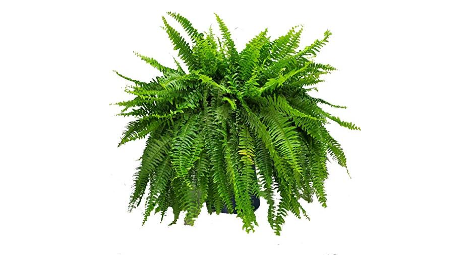  Live Boston Fern Hanging Basket + Heat Pack – 12” Lush Greenery for Home, Patio & Office – Cold-Resistant Shipping for Winter Protection