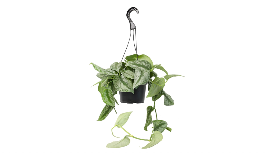  Silver Satin Pothos Plant Live Plant Hanging Basket, Silver Pothos Hanging Plant Live House Plants Indoors, Real Plants Indoor Live Plants Indoor Plants...