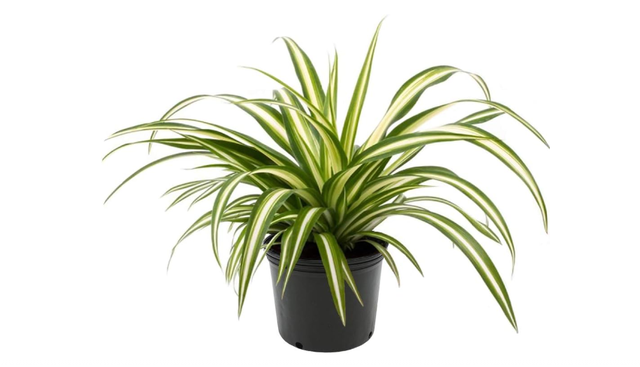 American Plant Exchange Spider Plant – 6-Inch Pot – Live Easy Care Indoor Houseplant, Air-Purifying, Pet-Friendly, Fast-Growing Trailing Plant for Home,...