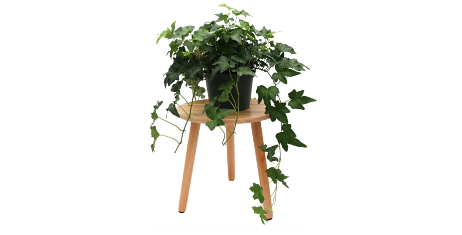  American Plant Exchange English Ivy 'Needlepoint' – 6-Inch Pot, Live Trailing Vine, Low-Maintenance Air-Purifying Houseplant for Hanging Baskets,...