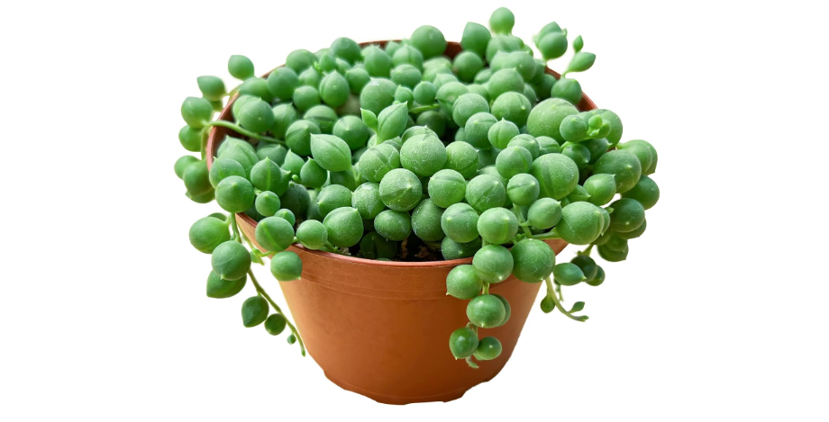  String of Pearls (4-inch), Succulents Plants Live, Succulent Plants Fully Rooted in Pots with Soil, Easy-Care House Plant for DIY, Home Office Decor,...