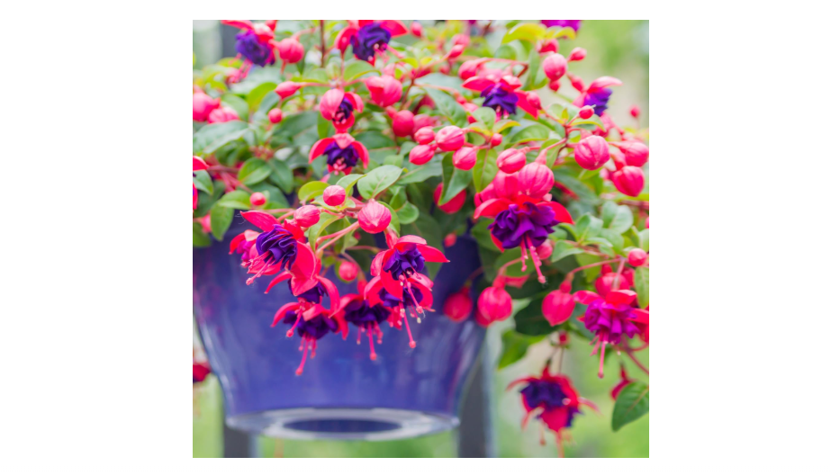  Fuchsia Plants Live, Purple Pink Fuchsia Live Plants, 4 Plants from 3 Inc Tall, Fuchsia Plant, No Potted, Well Rooted