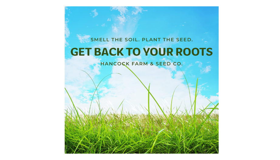  Hancock Seed Co. Common Bermuda Grass Seed - Coated & Unhulled, 50 lbs.