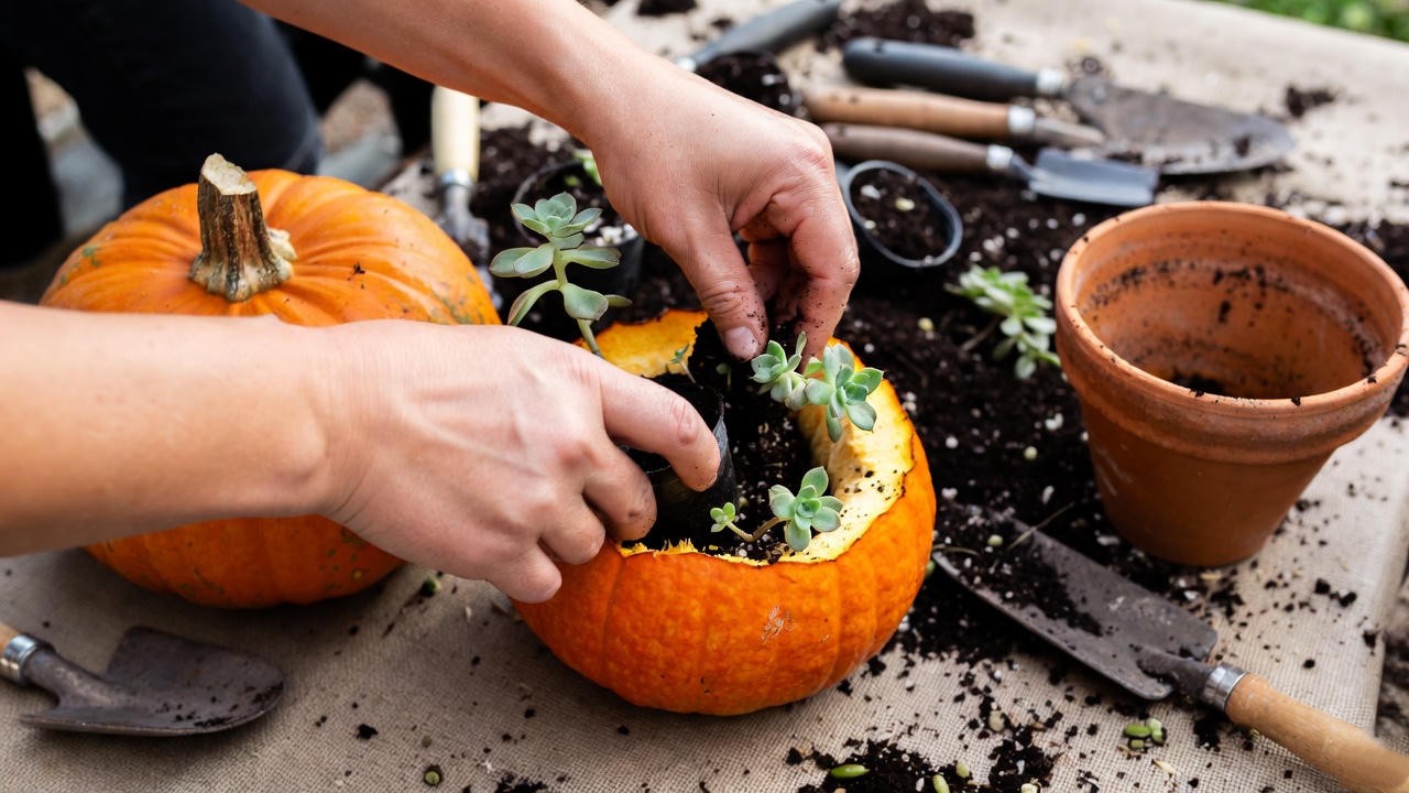 “Hands replanting succulents from a pumpkin into a pot as part of sustainable indoor gardening.”