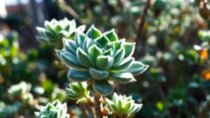 fuzzy succulent plant