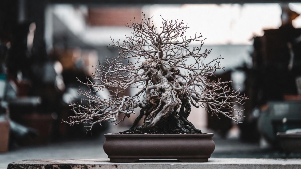 Dormant wisteria bonsai undergoing winter rest indoors