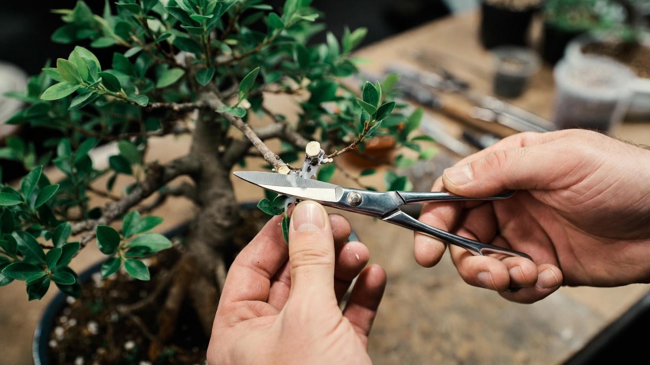 Pruning ficus bonsai indoors to maintain shape and healthy growth