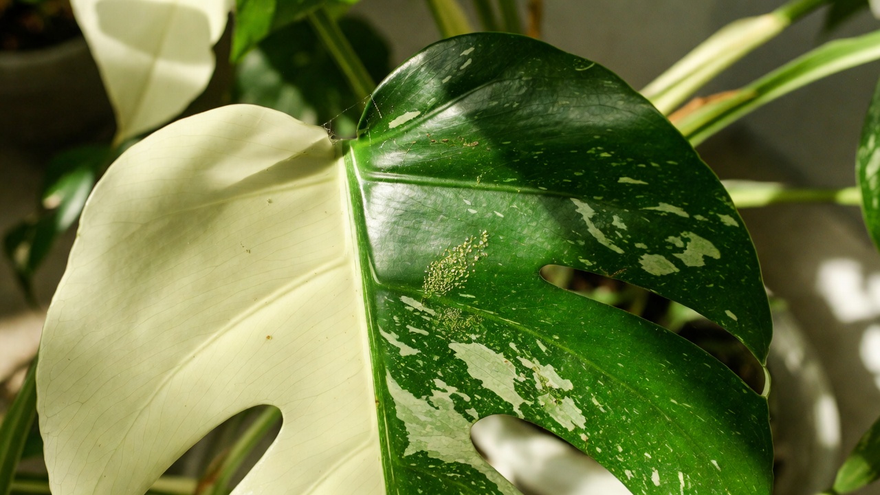 spider mite damage on albo monstera leaf