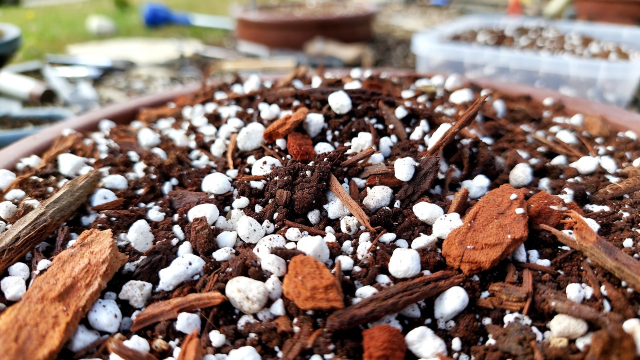 Close-up of acidic kanuma soil mix used for azalea bonsai