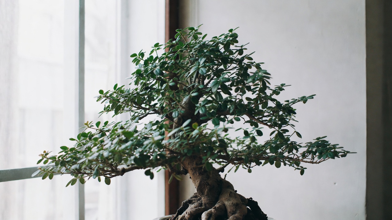 Azalea bonsai resting indoors during cool winter dormancy period