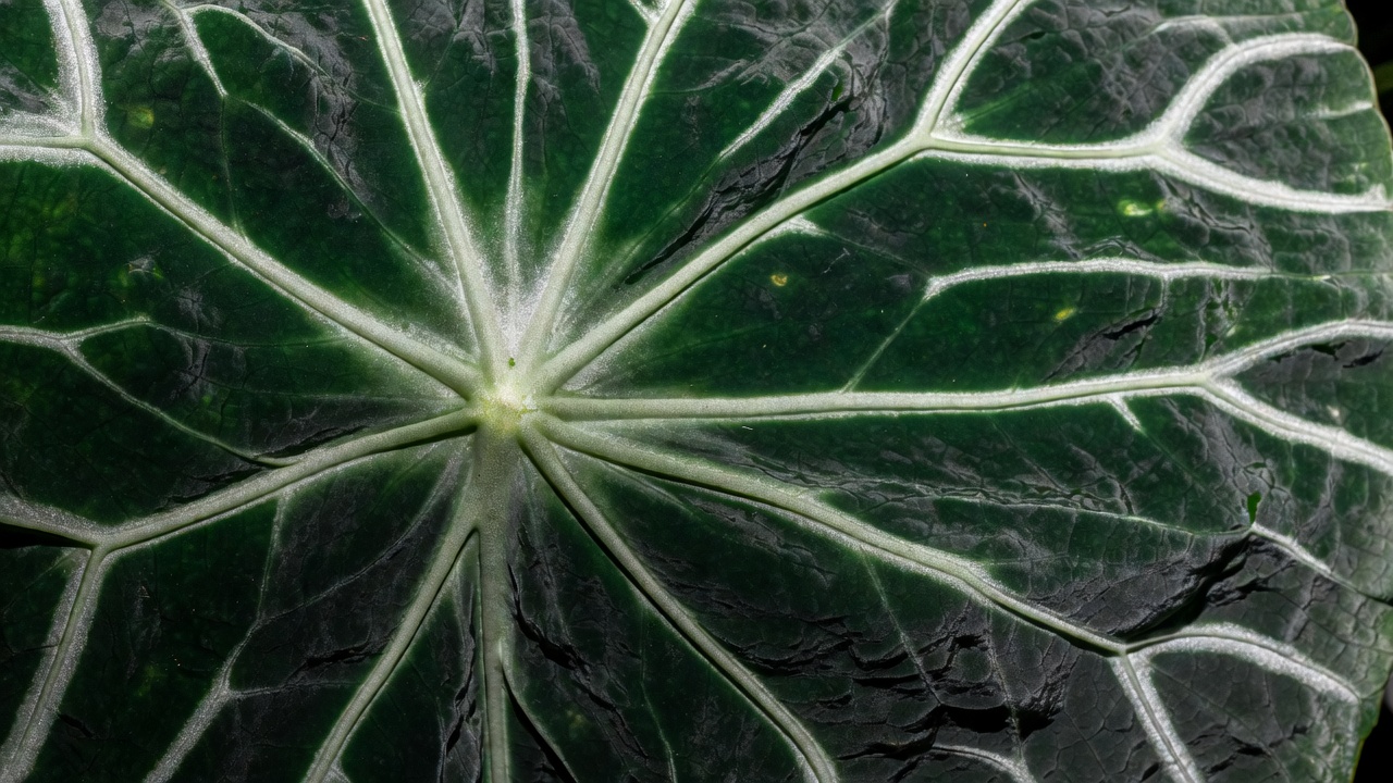 Close-up of Anthurium warocqueanum velvet leaf texture with silver veins