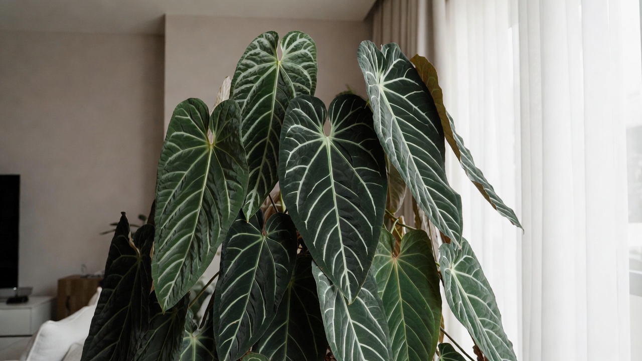 Mature Anthurium warocqueanum with long velvety leaves and silver veins indoors