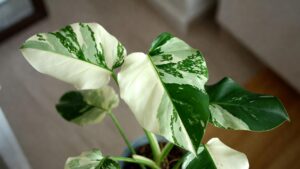 white princess philodendron