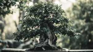 chinese elm ulmus parvifolia bonsai