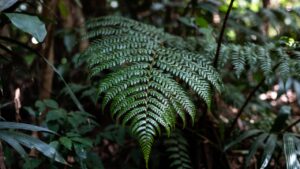 crocodile fern