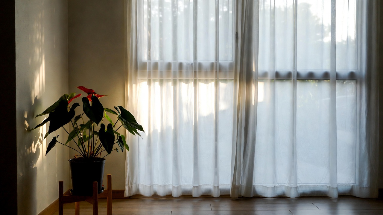 Anthurium clarinervium placed in bright indirect light near window with sheer curtains