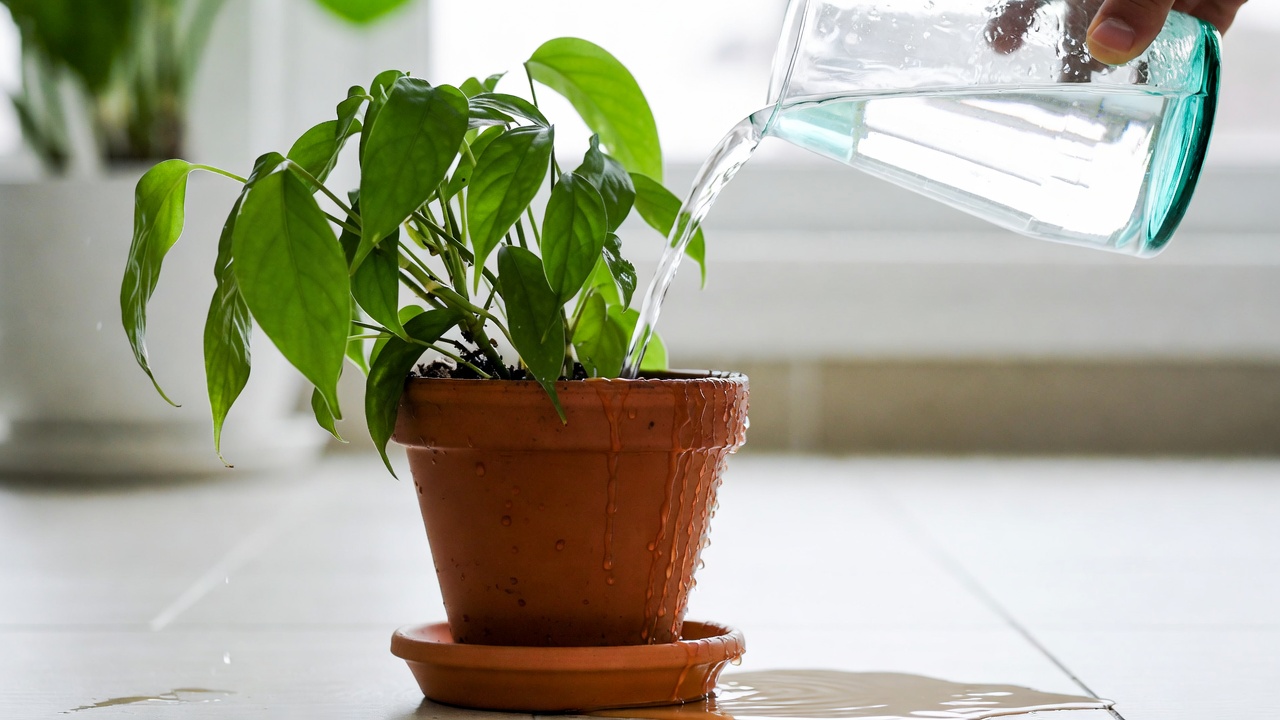 Watering green island ficus plant thoroughly with proper drainage