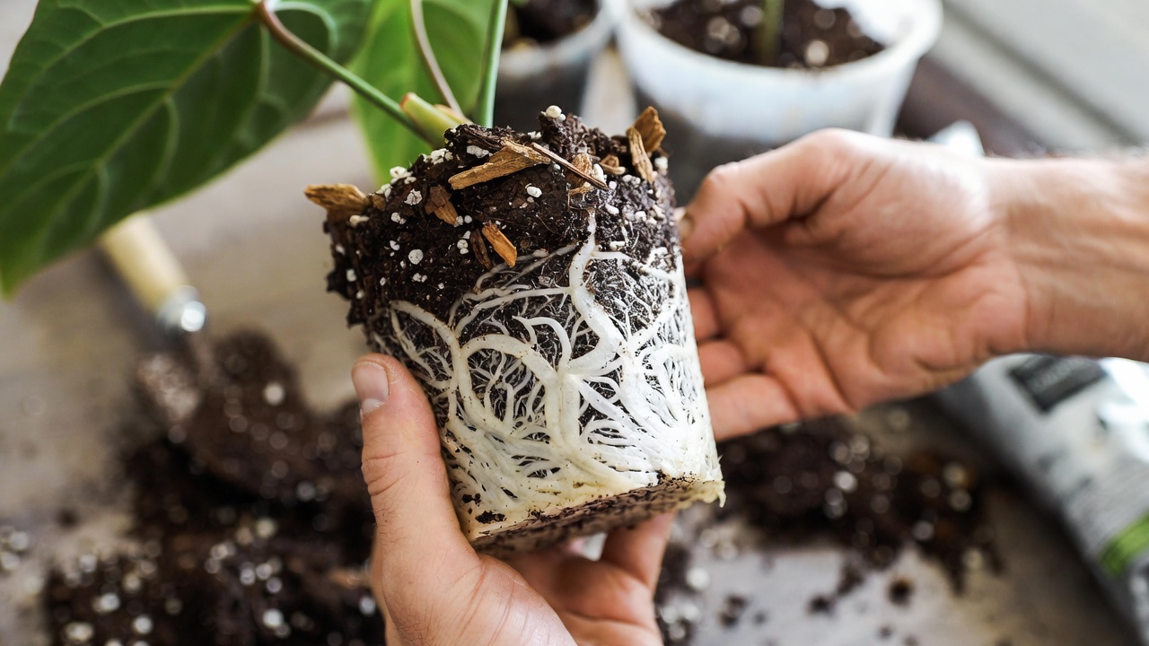 Healthy Anthurium veitchii roots during repotting process