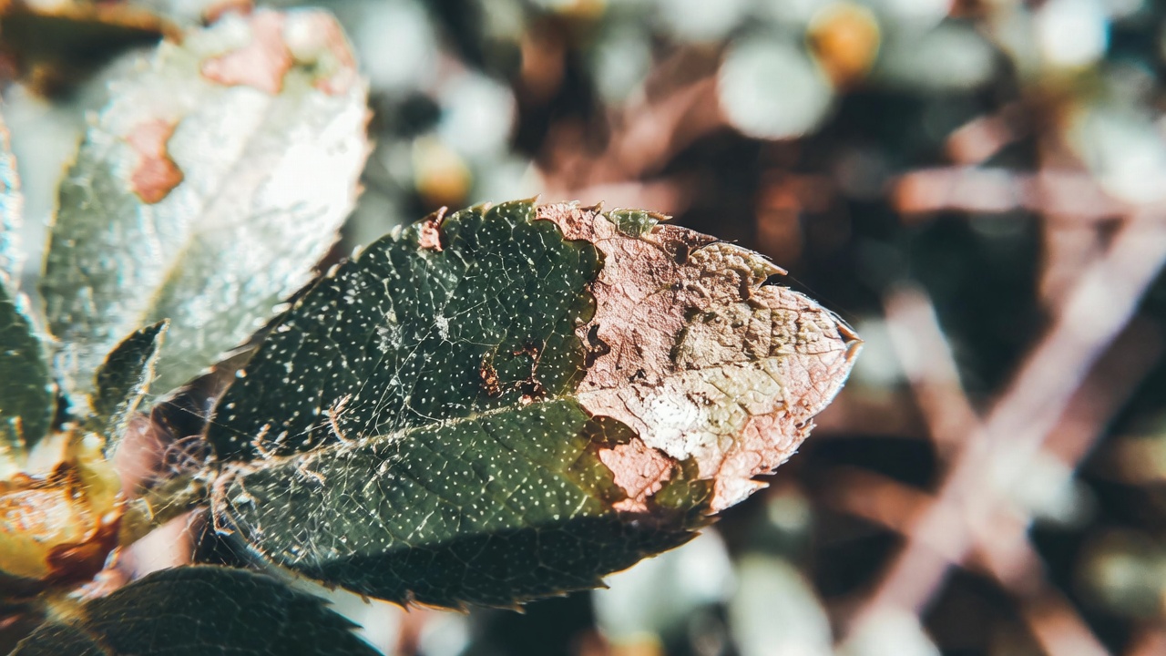 Spider mite damage on azalea bonsai leaf with fine webbing visible