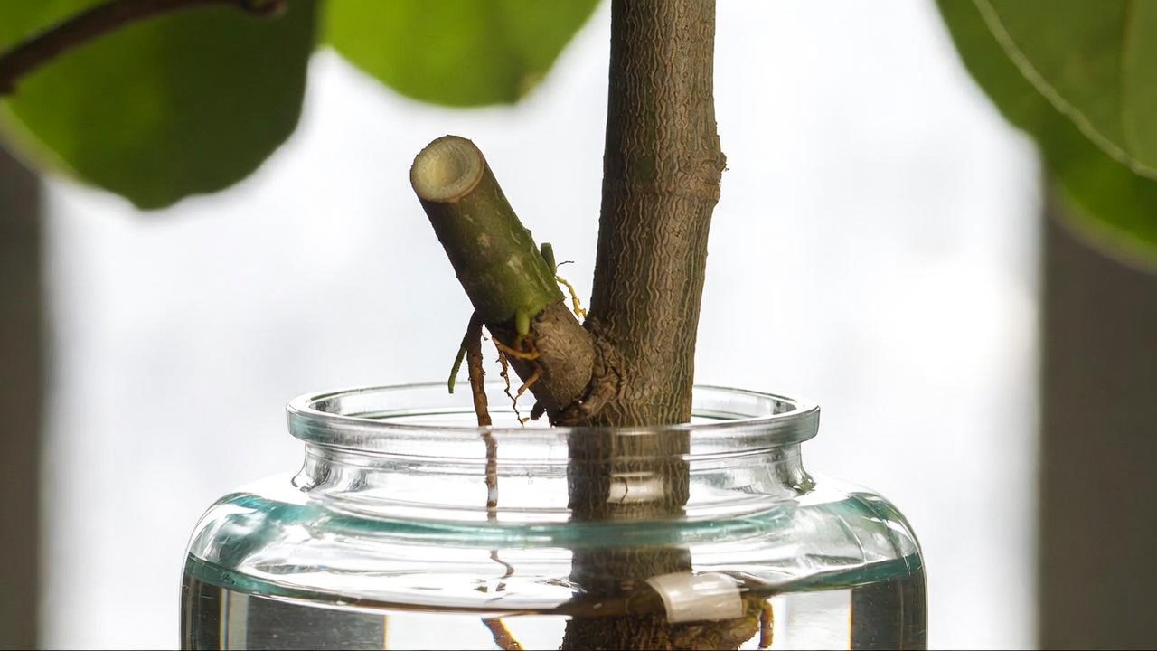 Ficus altissima stem cutting rooting in water during propagation