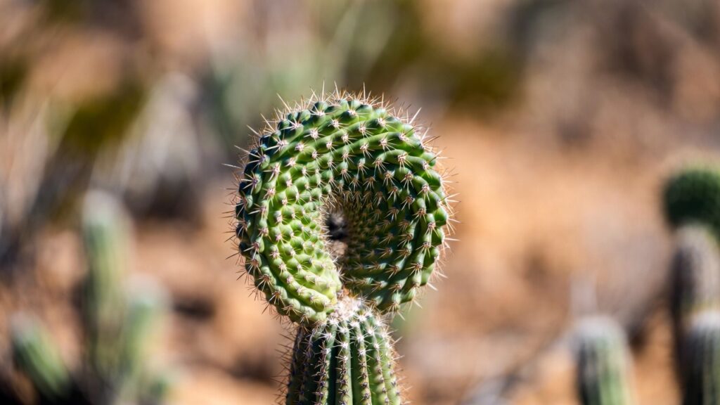spiral cactus