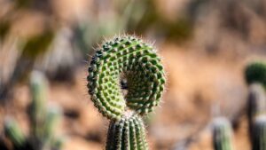 spiral cactus