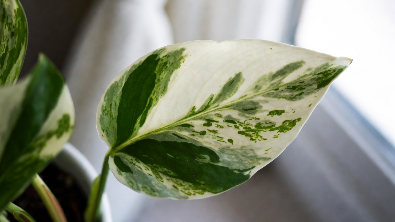 Close-up of pothos snow queen leaf showing heavy white variegation indoors