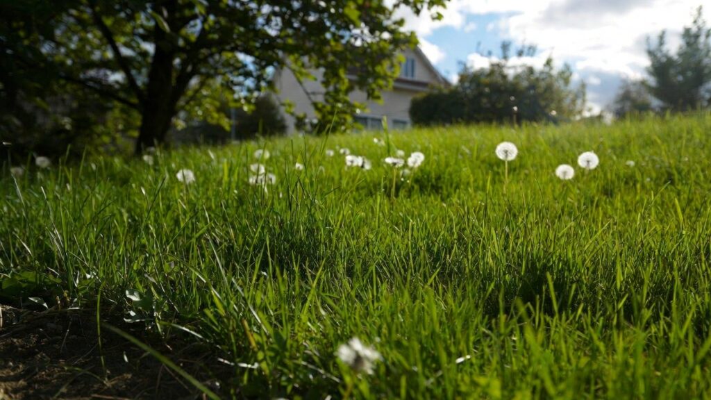best grass seed for georgia