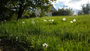 best grass seed for georgia