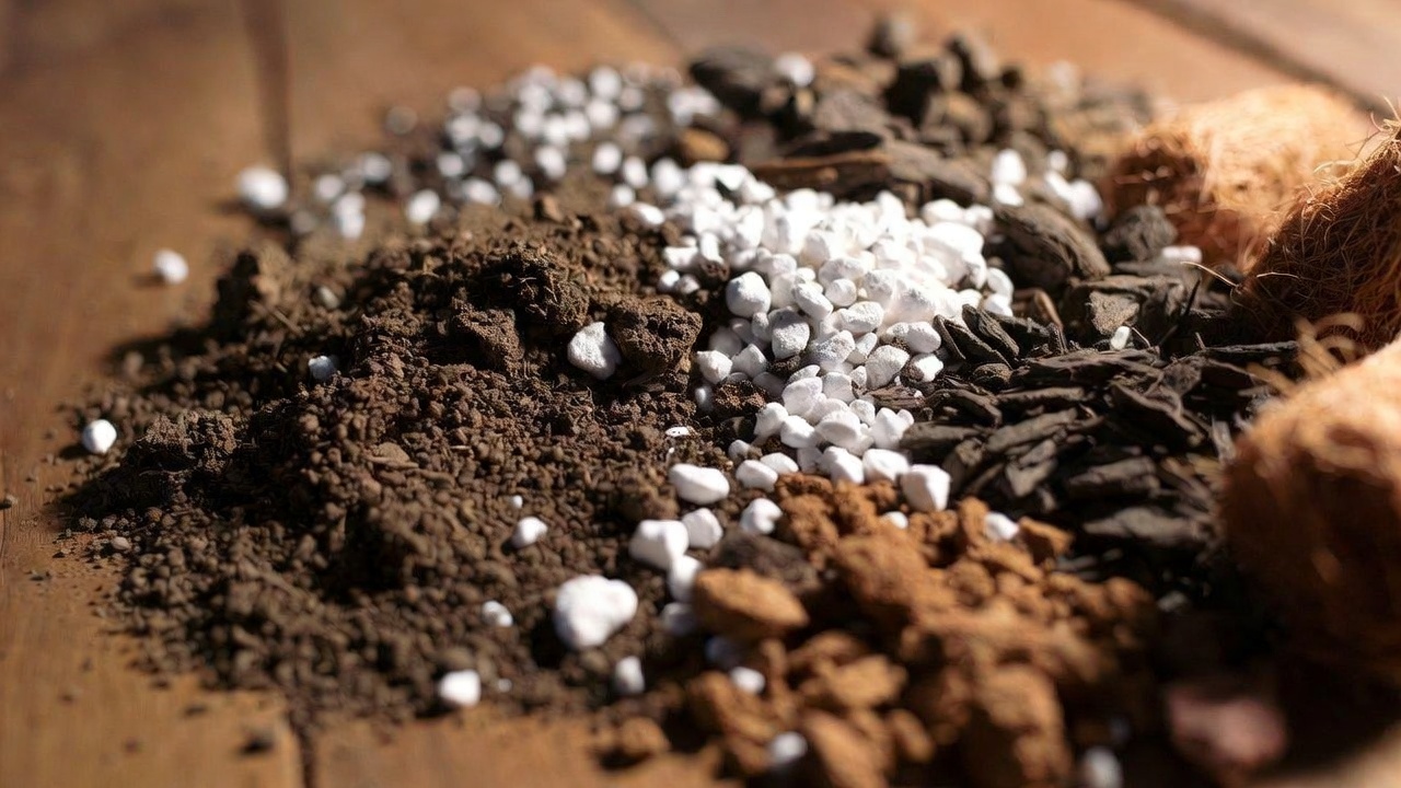 Well-draining potting mix ingredients for Fern Coppedge care