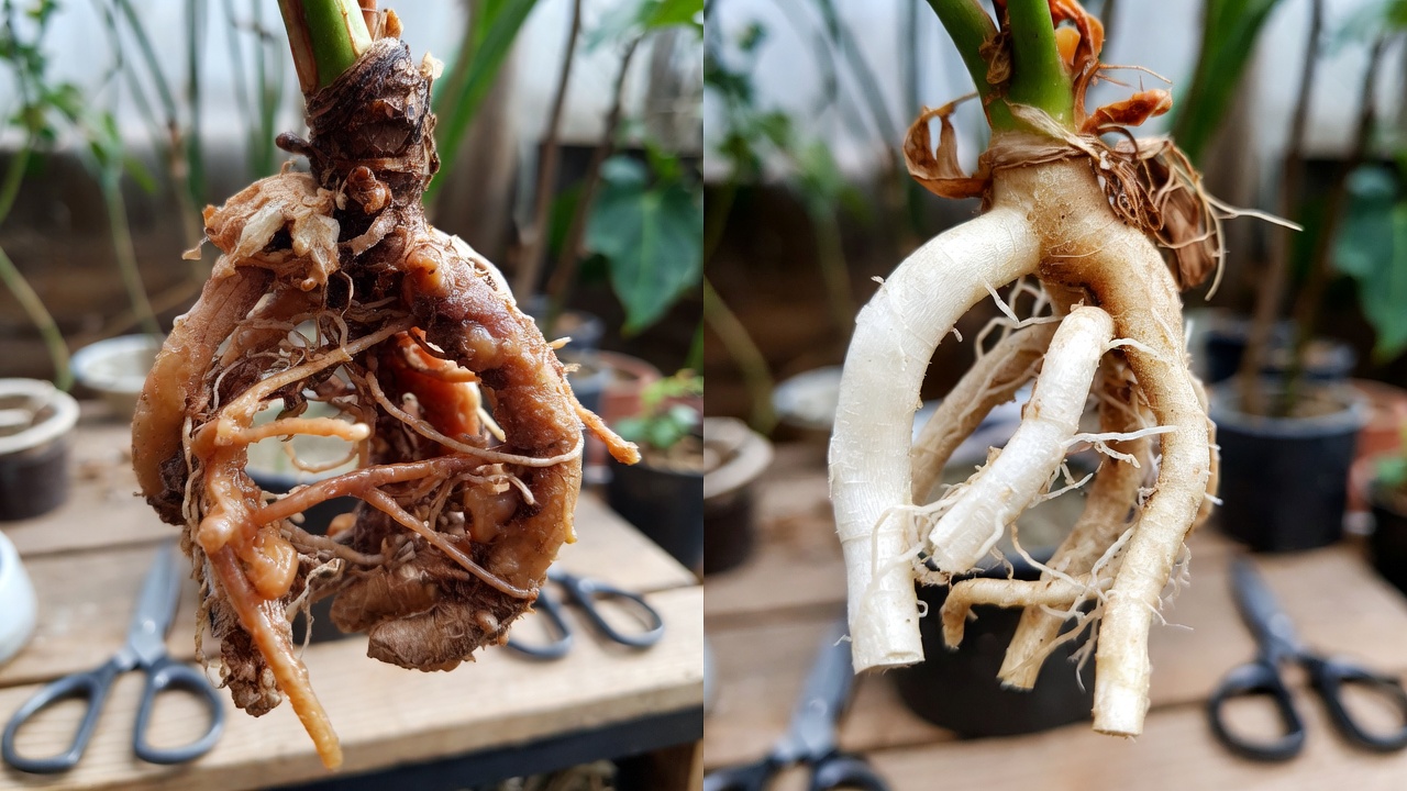 Root rot in anthurium clarinervium showing brown mushy roots