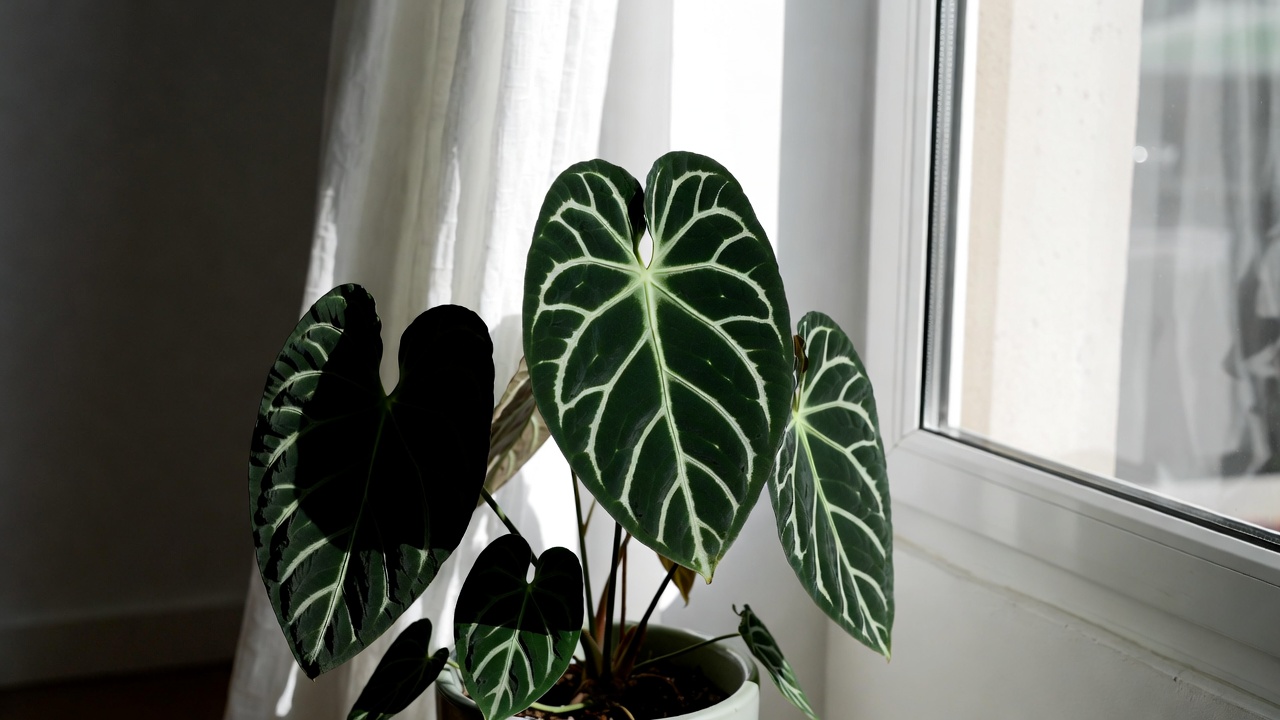 Anthurium warocqueanum positioned in bright indirect light near window