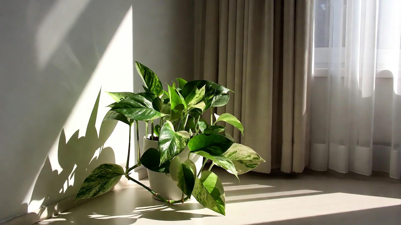 Pothos snow queen placed in bright indirect light near window indoors
