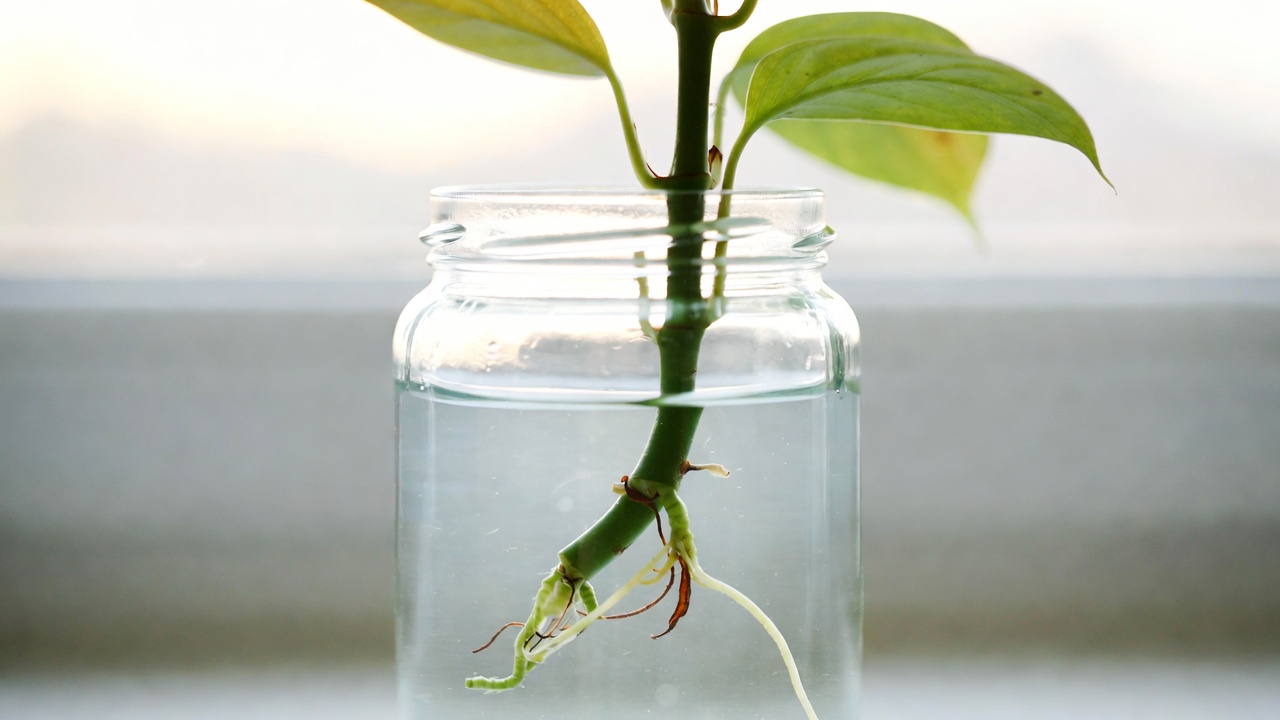 Green island ficus stem cutting developing roots in water