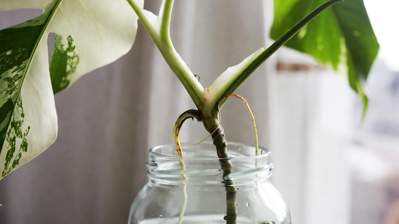 albo monstera cutting with node propagating in water