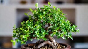 fukien tea bonsai