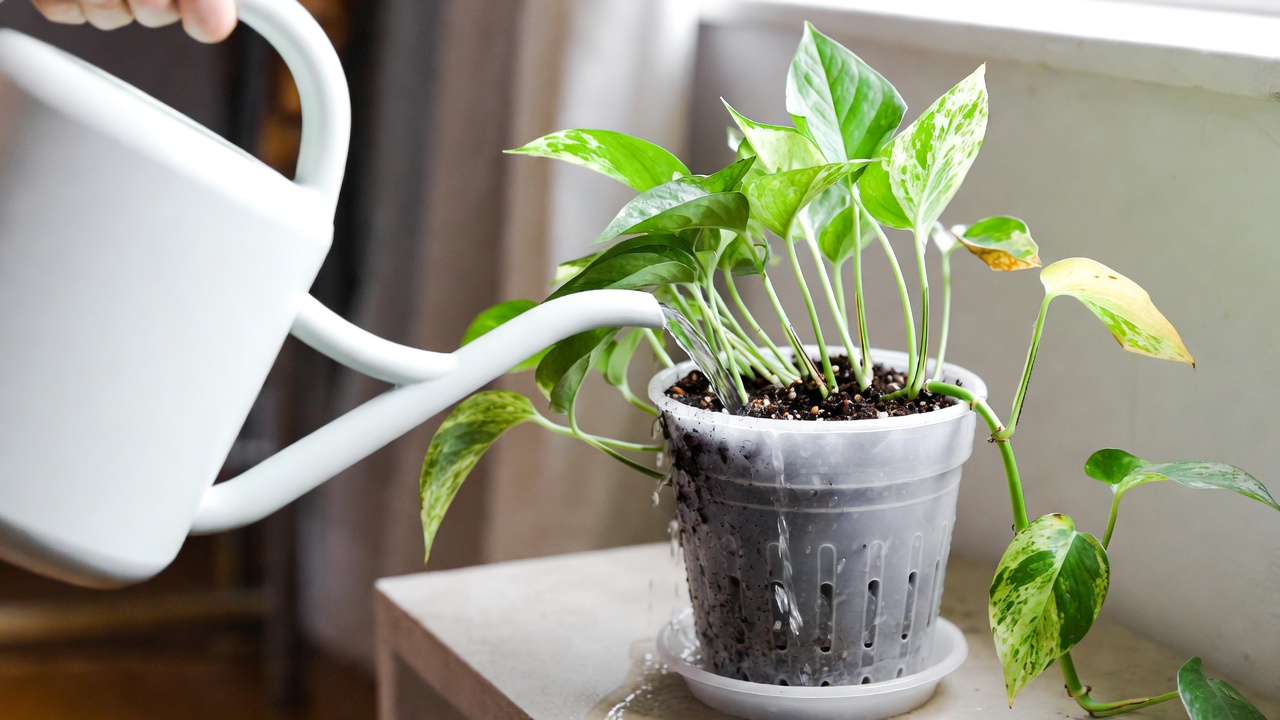 Watering pothos snow queen in well-draining pot indoors