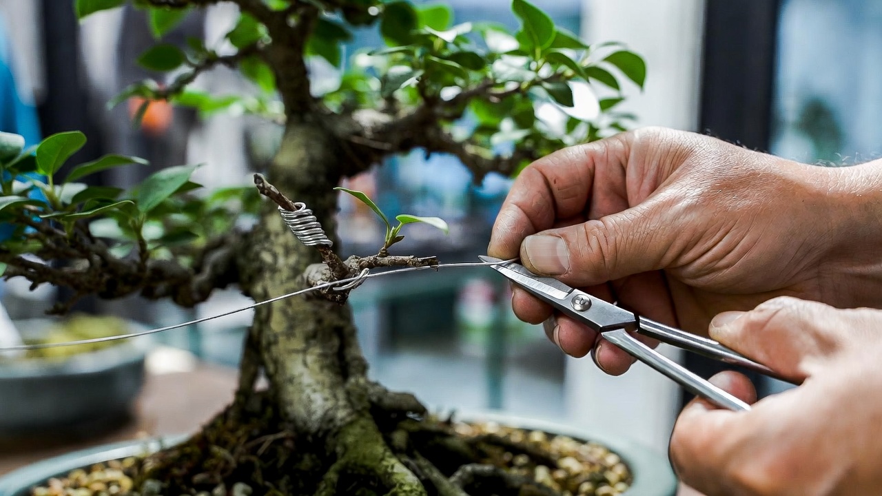 Pruning and wiring bonsai in a pot for shaping and structure