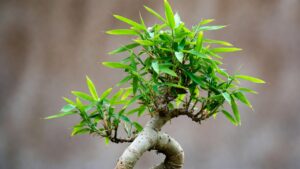 bonsai bamboo plant