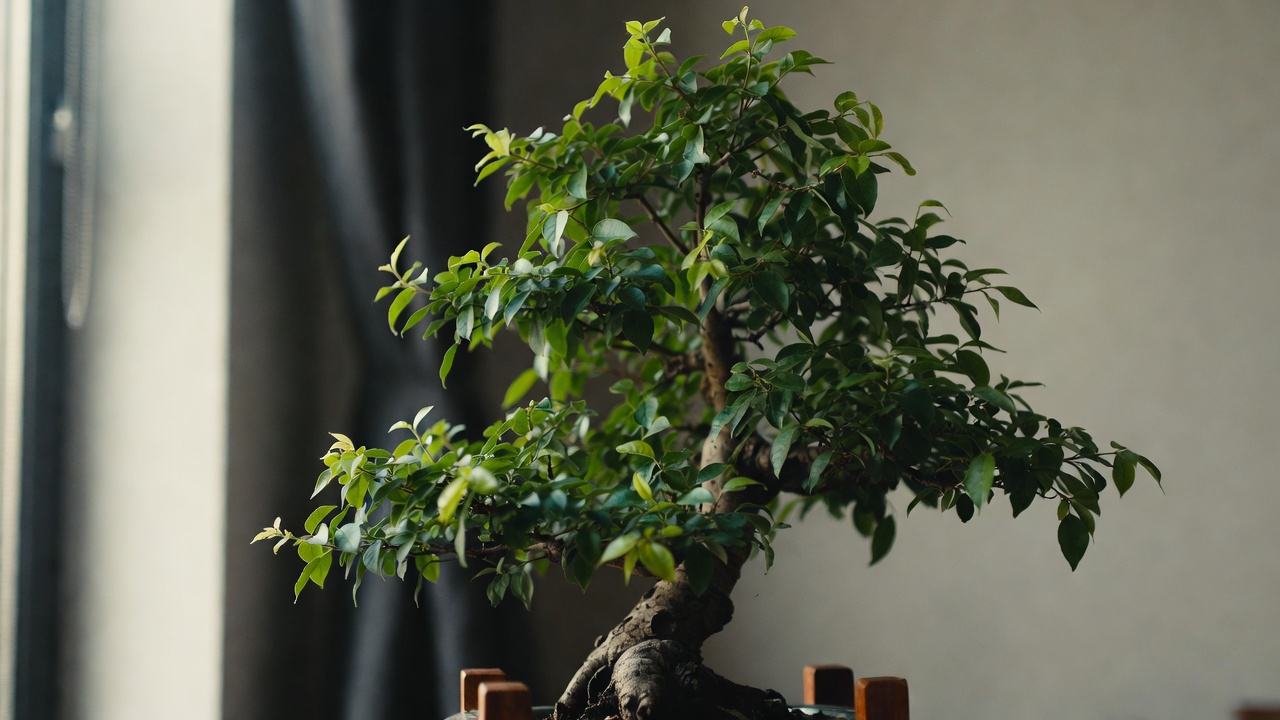 Well-ramified indoor bonsai showing compact growth from proper fertilization