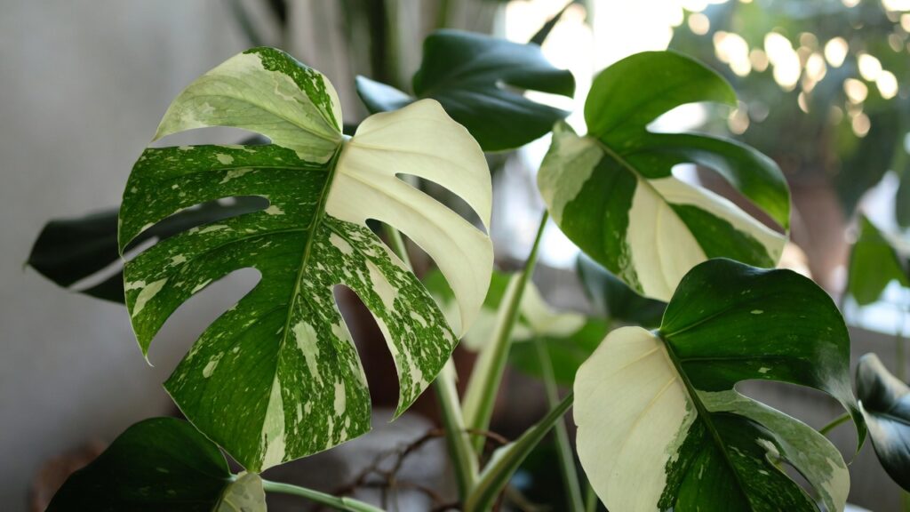 albo monstera