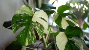 albo monstera