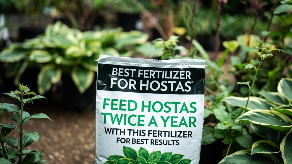best fertilizer for hostas