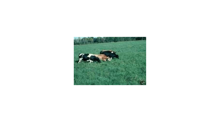 Tifton 9 Bahia Grass Seed - 5 lb