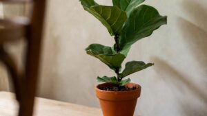 best soil for fiddle leaf fig