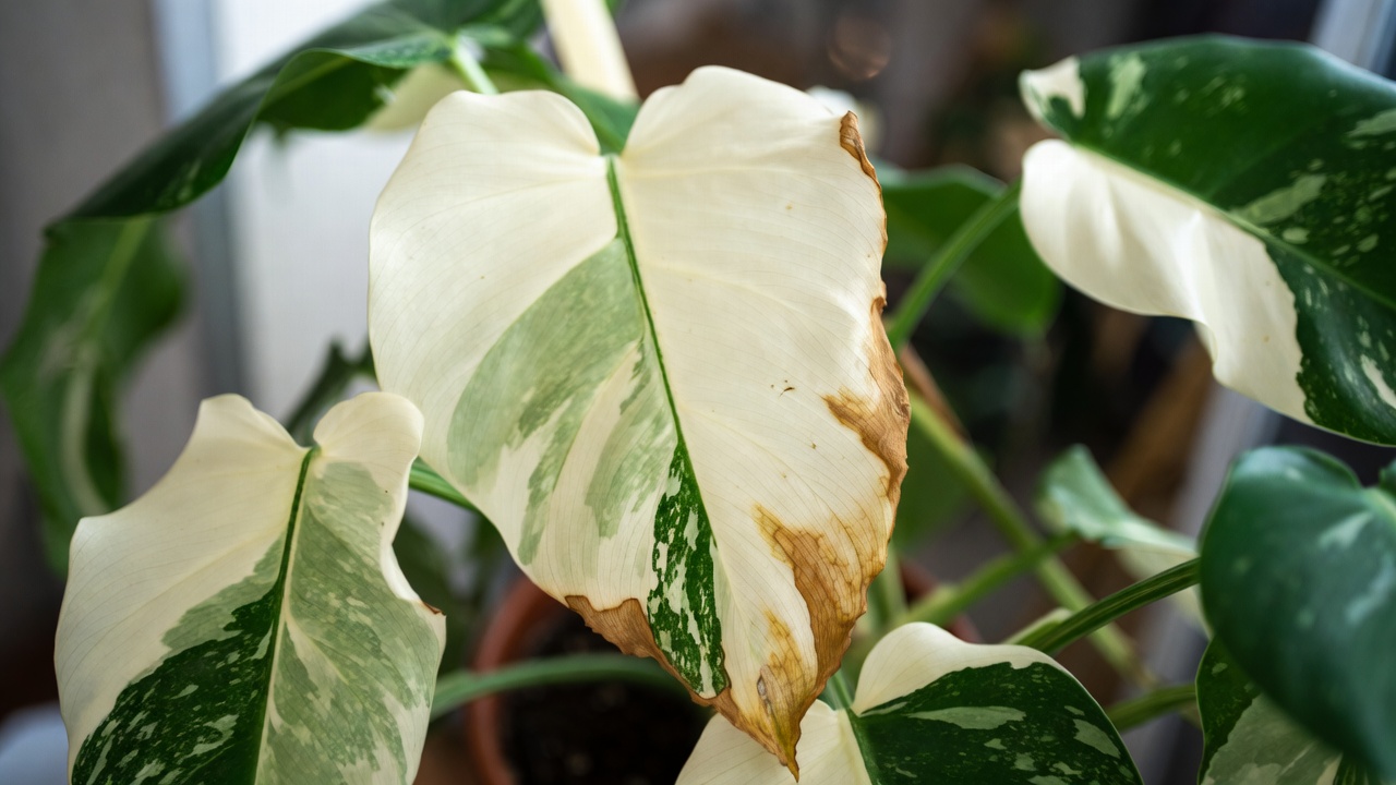 White Princess Philodendron leaf with brown edges on white variegation